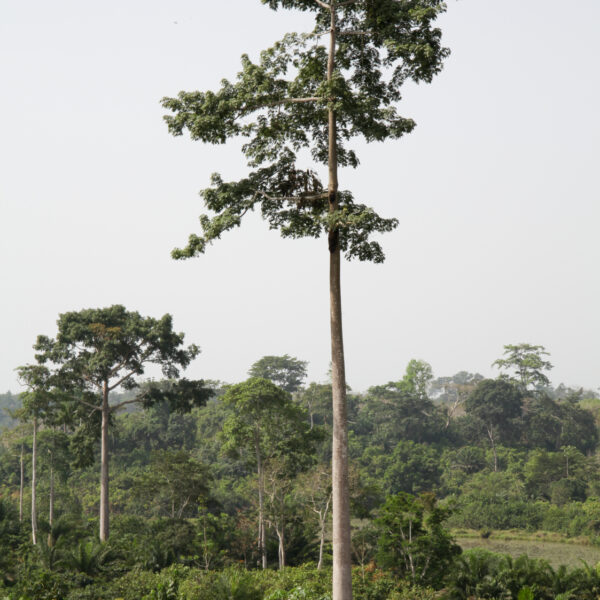 Solutions énergétiques à partir des déchets forestiers de l’Ouganda
