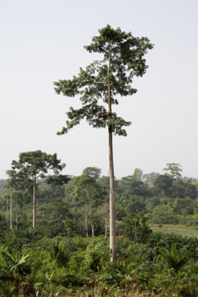 Soluções energéticas através dos resíduos florestais do Uganda